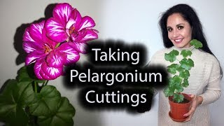 Taking PelargoniumGeranium Cuttings Ivy Leaved GeraniumAnswer your Questions [upl. by Aramat]