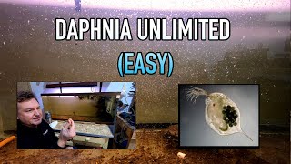 How I Raise Daphnia Water Fleas And You Can Too [upl. by Brubaker32]