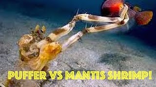 Puffer Fish vs Mantis Shrimp Puffer Fish EXPLODES Underwater after ATTACK from Mantis Shrimp HD [upl. by Vasiliu]