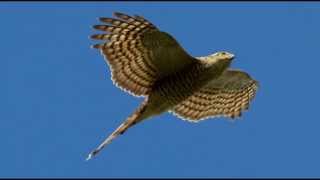 Sparrowhawk Bird Call Bird Song [upl. by Winfrid507]