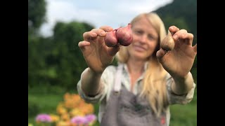 Planting Shallots in Spring [upl. by Ayenet]