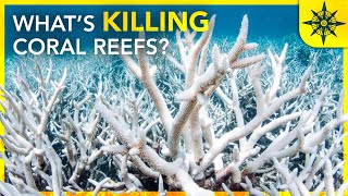 Whats Killing The Coral Reefs [upl. by Mahgem]