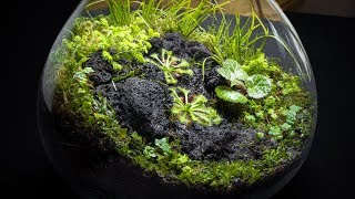 The Carnivorous Sundew Terrarium [upl. by Ynogoham107]