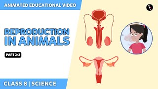 Reproduction In Animals  NCERT Science Class 8 Chapter 9  Part 22  English  Class 8 [upl. by Drapehs]