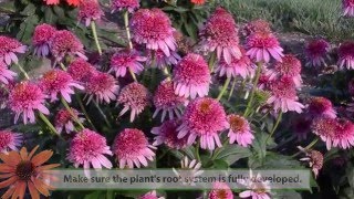 Echinacea Production Tips  Walters Gardens [upl. by Ethelred]