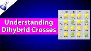 Dihybrid Genetic Cross [upl. by Editha]