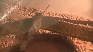 Intro Video Inland Taipan plus feeding [upl. by Sivram]