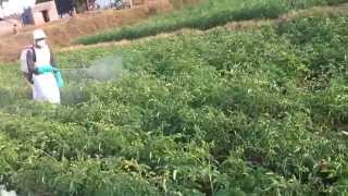 FARMING PESTICIDES INSECTICIDES spraying with safety precautions [upl. by Nosnaj]