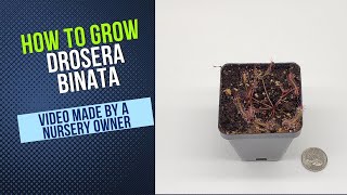 How To Grow Drosera Binata Carnivorous Plant Grow Guide OLD [upl. by Cooperstein]