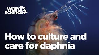 Caring and Culturing for Daphnia [upl. by Yoc61]