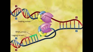 DNA Replication 3D Animation [upl. by Dav]