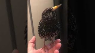 Starlings Stunning Skills with Sound  ViralHog [upl. by Danas]