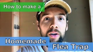 Homemade Natural Flea Trap  Easy and Safe Flea Killer DIY [upl. by Yenal89]