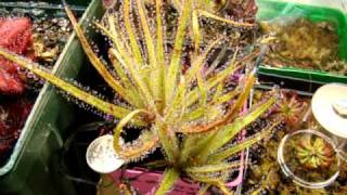 Drosera regia  The King Sundew Carnivorous Plant [upl. by Russi]