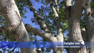 camphor tree Cinnamomum camphora [upl. by Harvie]