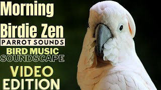 Morning Birdie Zen Happy Parrot Soundscape  HD Parrot TV VIDEO EDITION  3 Hours  Bird Room TV [upl. by Ecidnac]