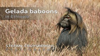 Gelada baboons [upl. by Eeluj]