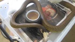 Inland Taipan feeding [upl. by Ydnamron]