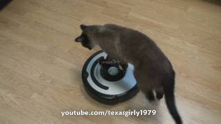 Cat shows HOW TO use iRobot Roomba Vacuum [upl. by Vina357]