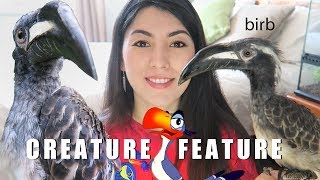 SO MAJESTIC  African Grey Hornbill  Creature Feature  NOT A PET [upl. by Bernhard]