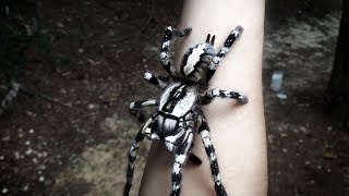 Tarantula Jumps from Arm Poecilotheria regalis [upl. by Dwaine]