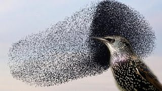 You wont believe this INCREDIBLE Starling murmuration [upl. by Calise]