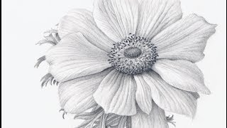 How to Draw Flowers Realistically [upl. by Erimahs187]