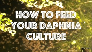 How To Feed Your Daphnia Culture [upl. by Monreal]