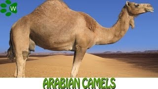 The Arabian Camels [upl. by Filahk]