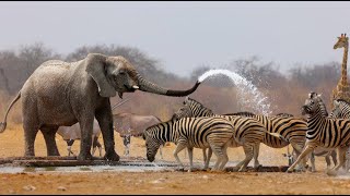 Wild Life  Nature Documentary Full HD 1080p [upl. by Eineeuq946]