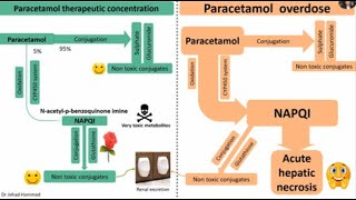 Paracetamol Acetaminophen hepatotoxicity and its management [upl. by Wadsworth]