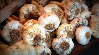 How to Plant Garlic amp Shallots in the Fall Grow Your Own [upl. by Ettevad916]