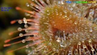 Drosera Burmannii taking on a small fly [upl. by Hsiwhem]