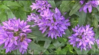 Campanula glomerata  Glockenblume Bellflower [upl. by Pollak234]