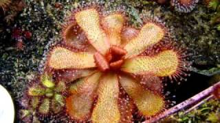 Drosera slackii  Sundew Carnivorous Plant [upl. by Neelhtakyram]