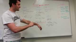 Collagen Types and Synthesis Pathway [upl. by Jaymie]