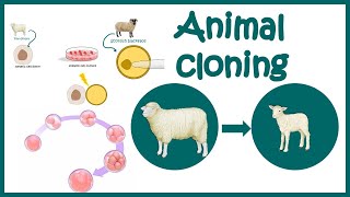 Animal cloning  Story of Dolly the sheep  The world of animal cloning  Animated biology [upl. by Paige]