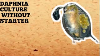 HOW TO CULTURE DAPHNIA NATURALLY WITHOUT A STARTER [upl. by Anikram84]