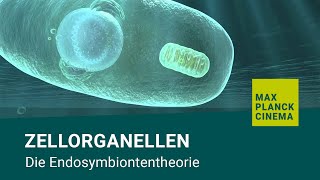 Zellorganellen  Die Endosymbiontentheorie [upl. by Anigger866]