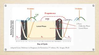 Estrous Cycle of Cattle [upl. by Airotkciv]