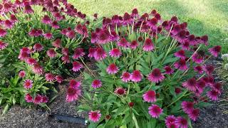 Echinacea Delicious Candy Coneflower  Superb NATIVE Perennial Var for EASY Color amp Butterflies [upl. by Edie]