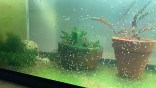 Daphnia Culturing Snails or no snails [upl. by Jim100]