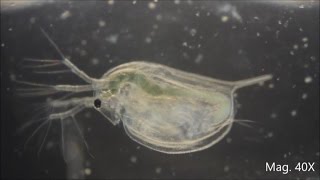 Daphnia magna under the Microscope [upl. by Scharaga]