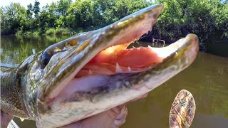 Pike And Muskie Were CRUSHING The Whopper Plopper [upl. by Lempres60]