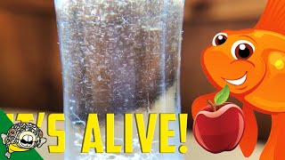 How to culture Vinegar Eels The EASY Way Live Fish Food [upl. by Renate]