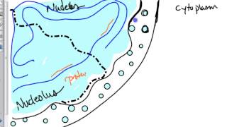 ribosome biogenesis [upl. by Olegnaed]