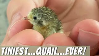 Cute as a Button Quail [upl. by Myrah487]