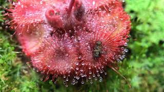 Fastest Carnivorous Sundew Plant Macro Time Lapse Drosera Burmannii [upl. by Aisatal125]