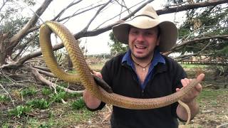 Meet Slug the Inland Taipan [upl. by Adiarf91]