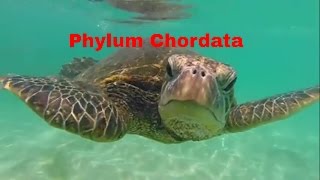 Phylum ChordataWhich animals belong [upl. by Ragucci]